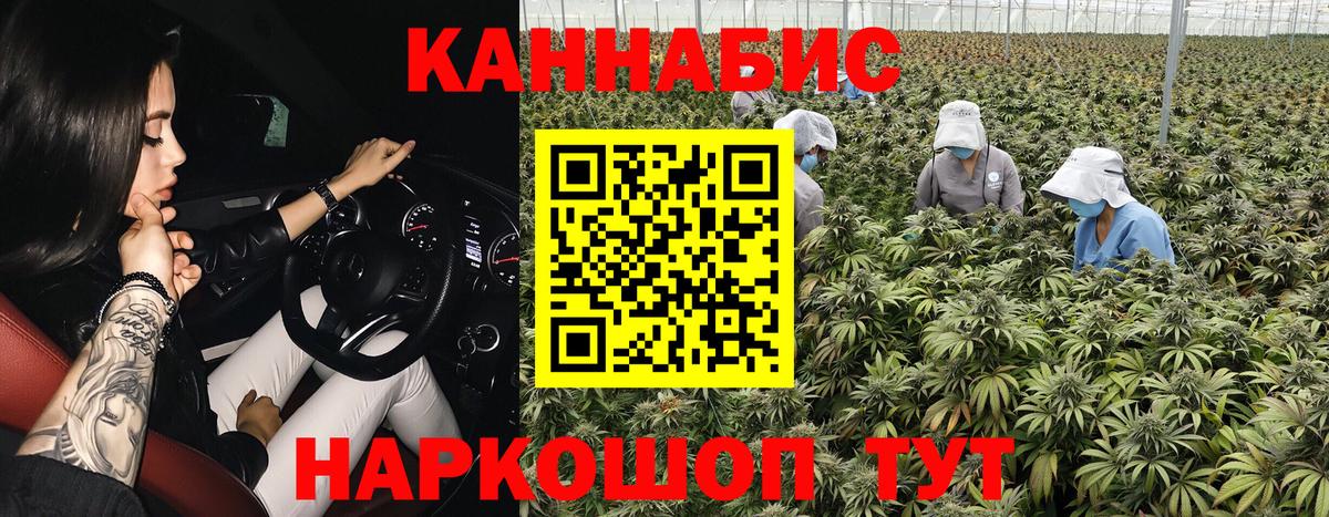 Конопля планчик Волжский